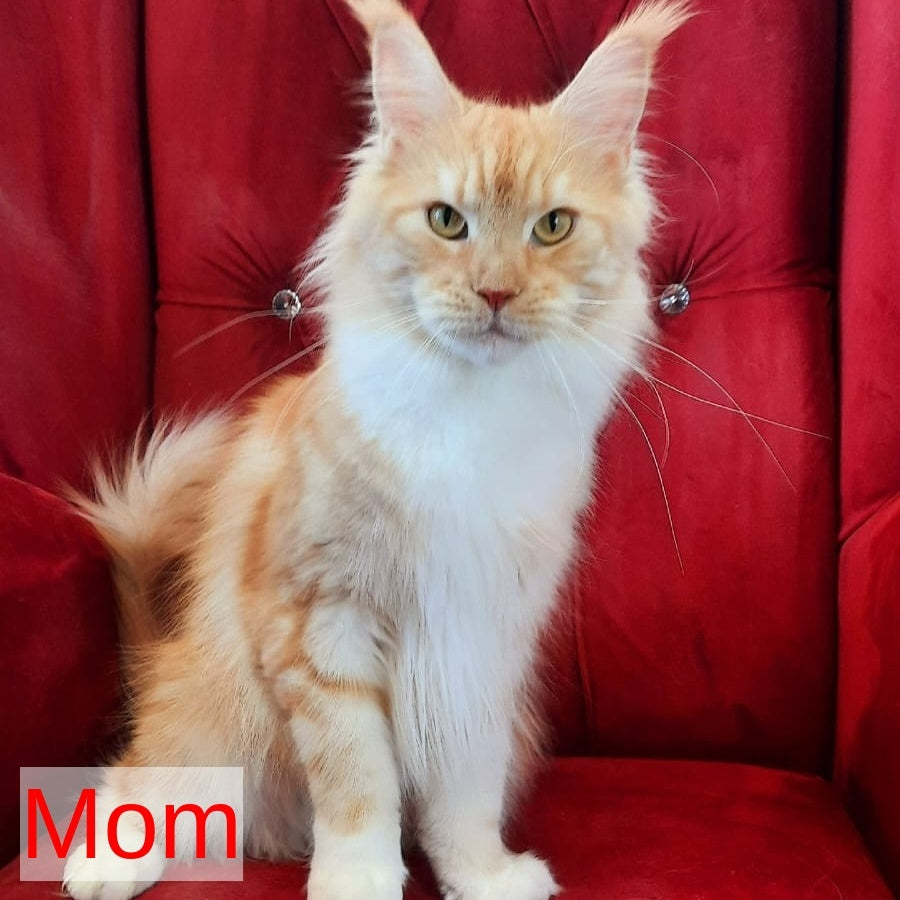 Nelly Maine Coon female, blue tortie bicolour