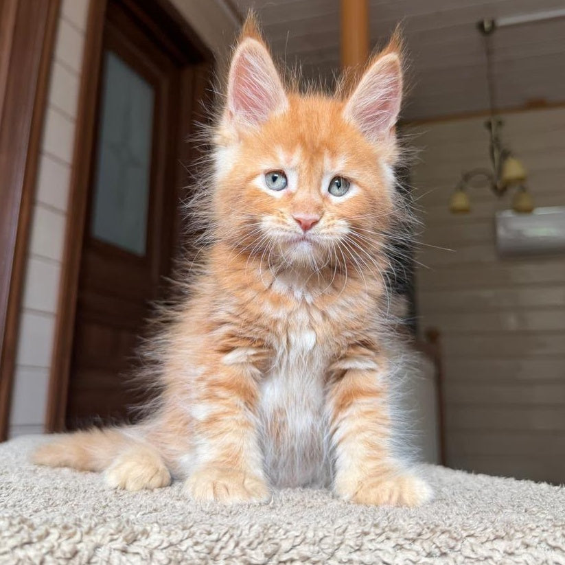 Amur Maine Coon male, red tabby with white