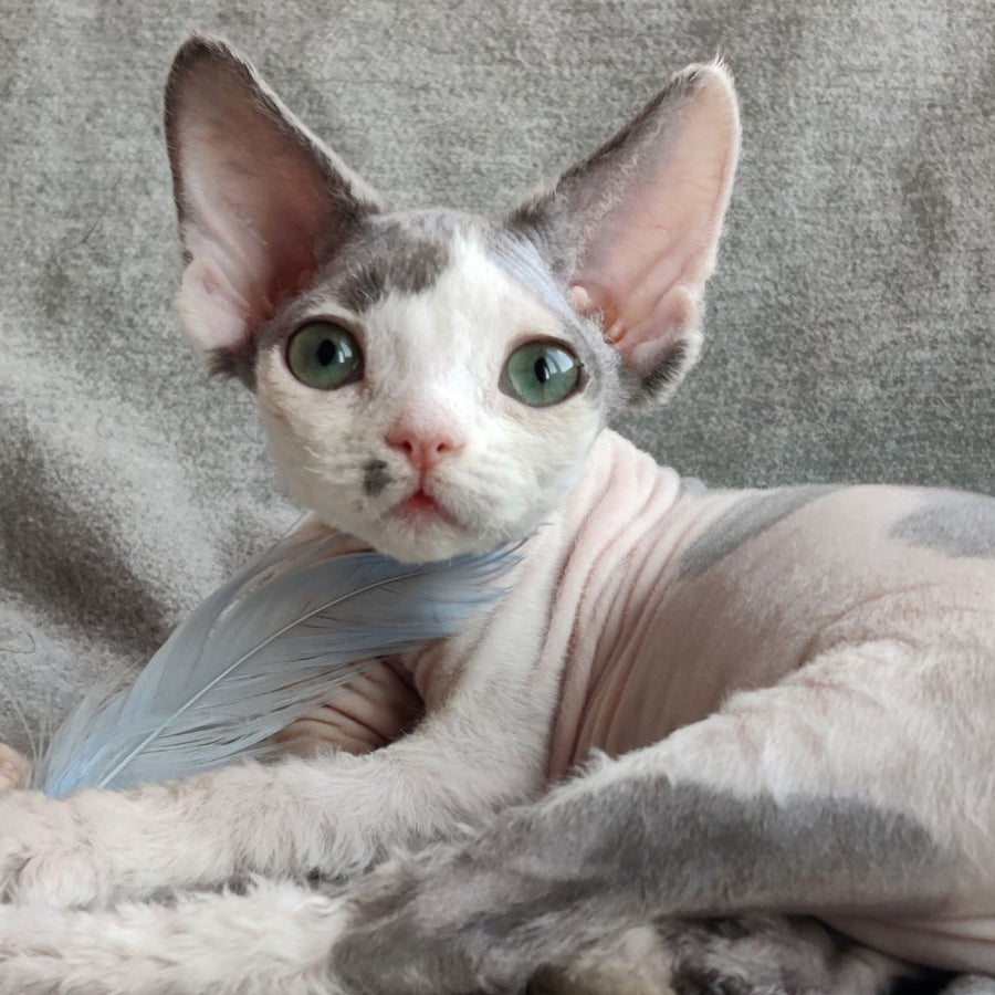 Merilyn Devon Rex female, blue harlequin