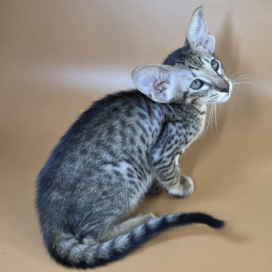Yvette Oriental Shorthair female, black spotted tabby