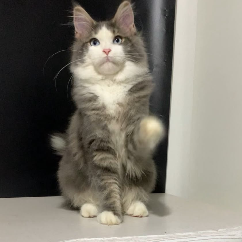 Quinella Maine Coon female, blue bicolour tabby
