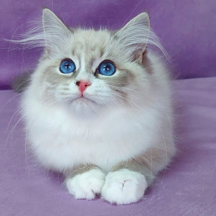 Oligarch Siberian male, blue bicolour tabby pointed