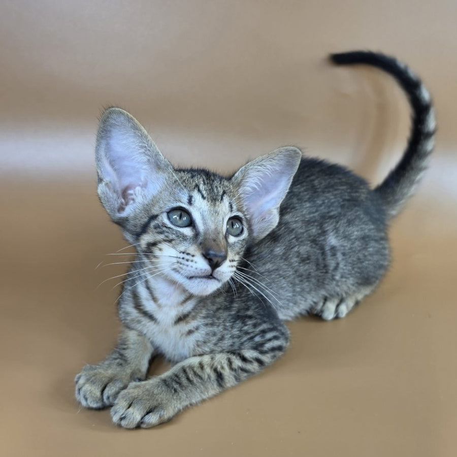 Yvette Oriental Shorthair female, black spotted tabby