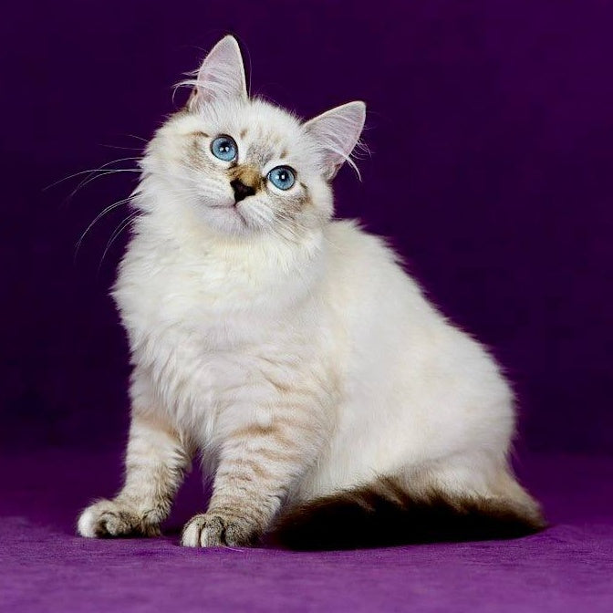 Jinnie Siberian female, black with white tabby pointed
