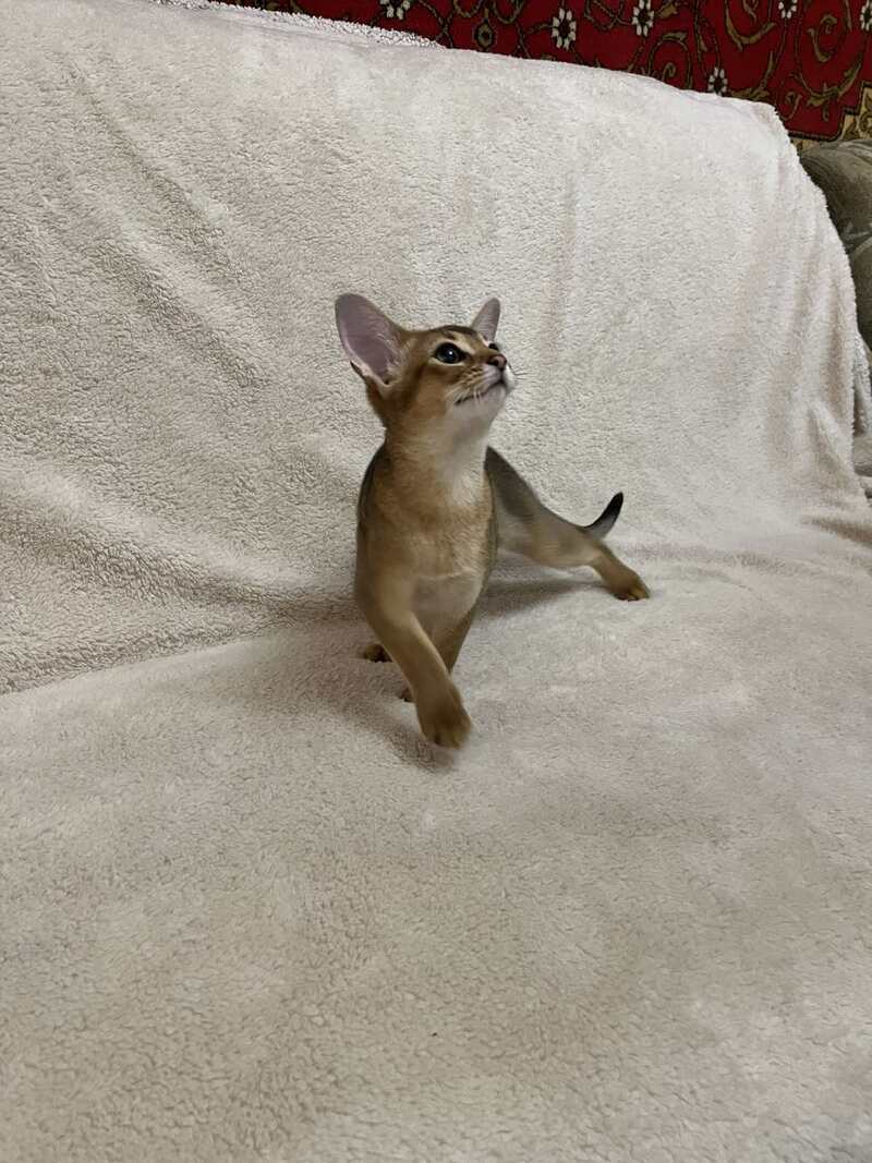 Betti Abyssinian female black - live animals