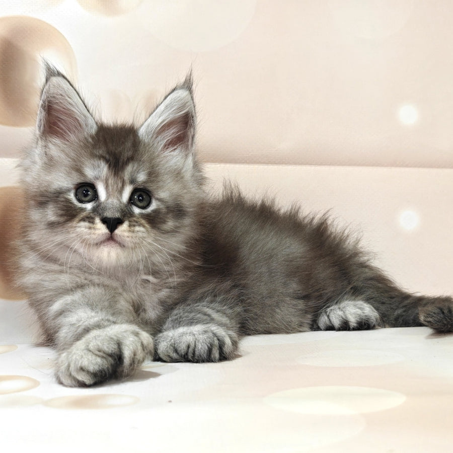 Favourite Maine Coon polydactyl 6x6x6x6 male, black silver