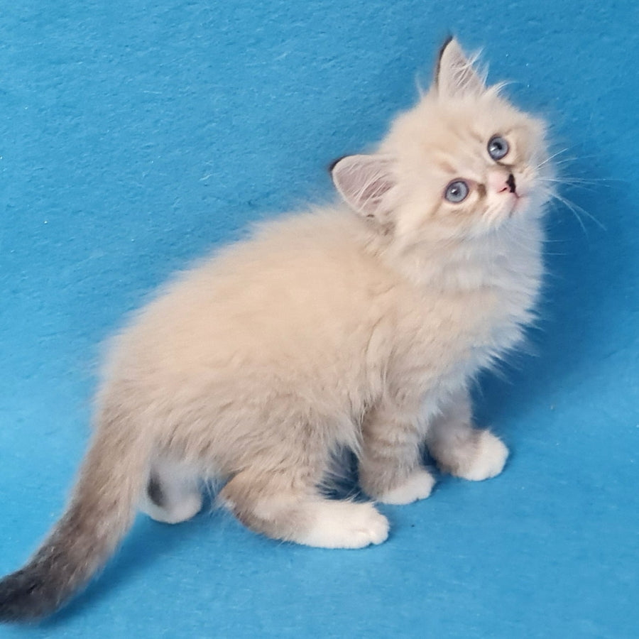 Benji Siberian male, black tabby pointed