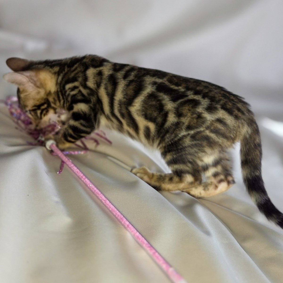 Maui Bengal male, black spotted tabby