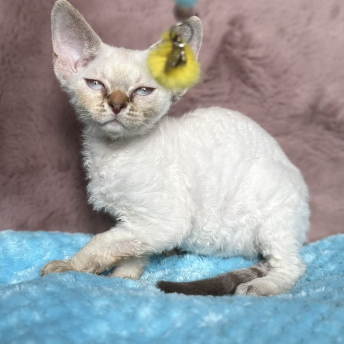 Xia Devon Rex female, seal lynx pointed