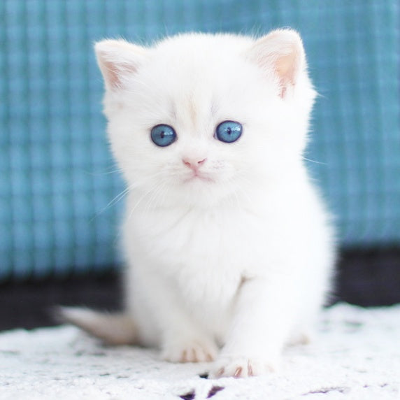 Flora British Shorthair female, black golden shaded pointed