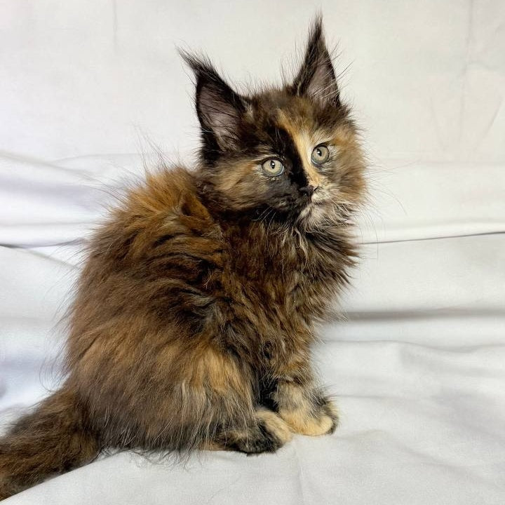 Magnolia Maine Coon female, black tortie