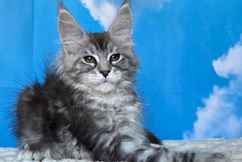 Perenne Maine Coon female, black silver tabby