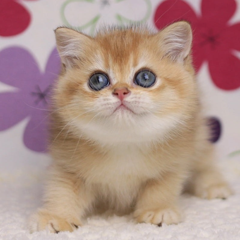 Ariel British Shorthair female, black golden chinchilla