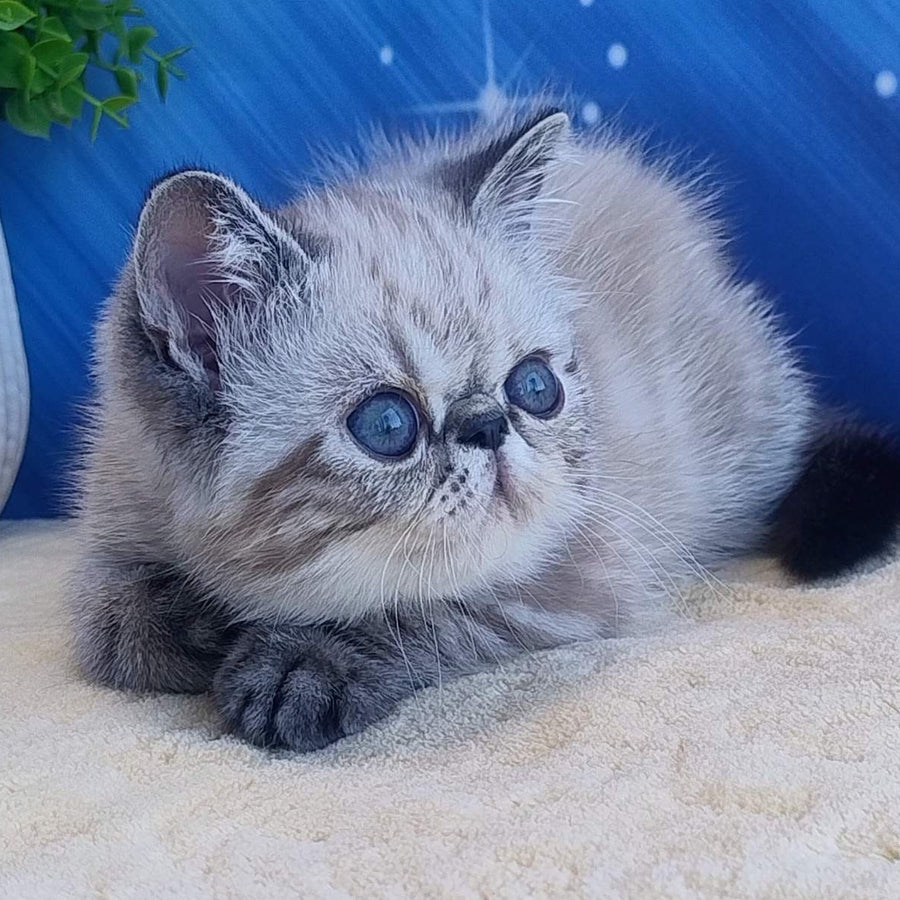 Henk Exotic male, black tabby pointed