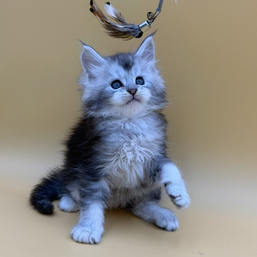 Hugo Maine Coon male, black silver ticked tabby