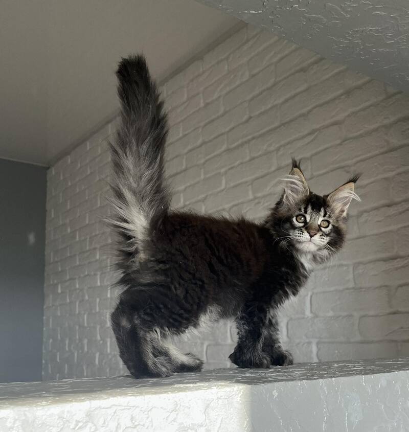 Xena Maine Coon polydactyl female, black ticked tabby