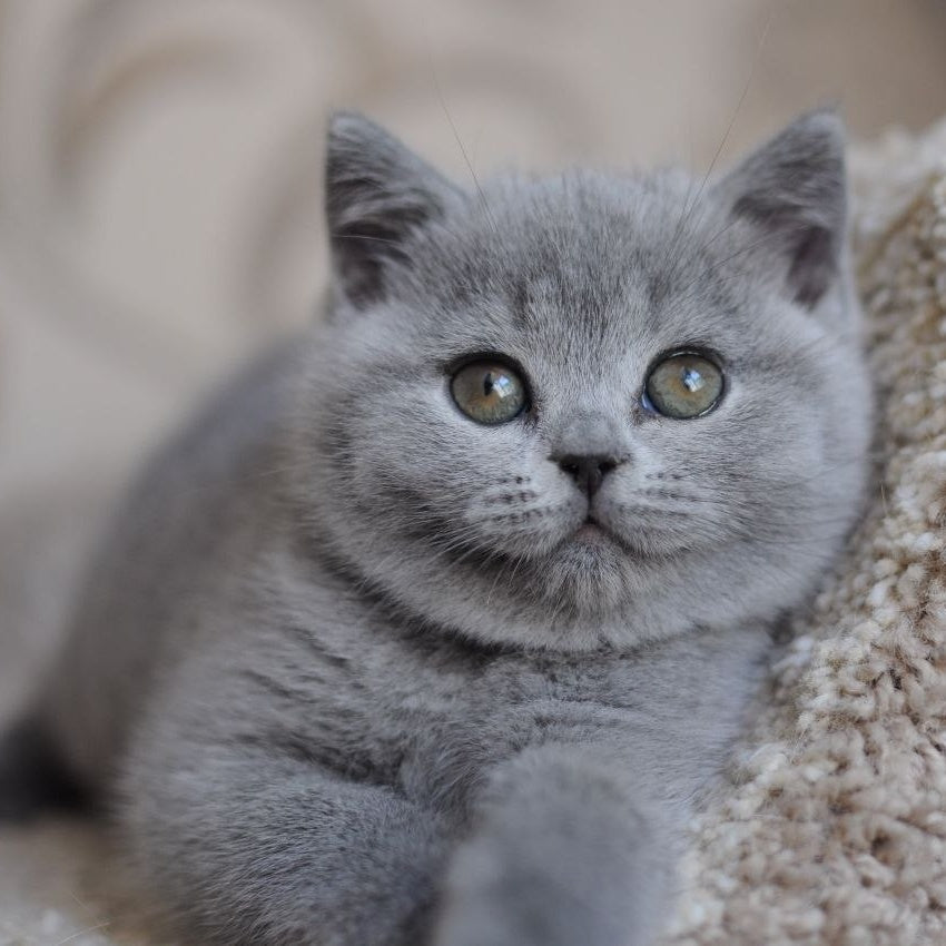 Teguila British Shorthair female, blue