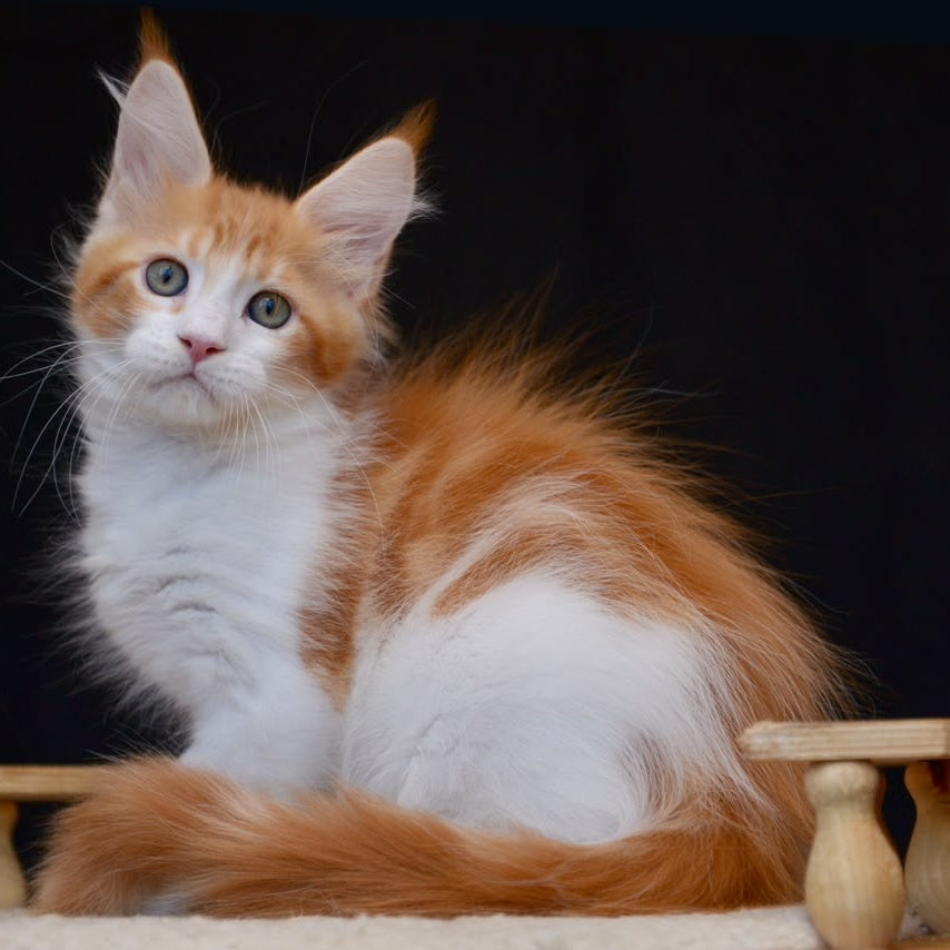 Zephyr Maine Coon male, red bicolour tabby