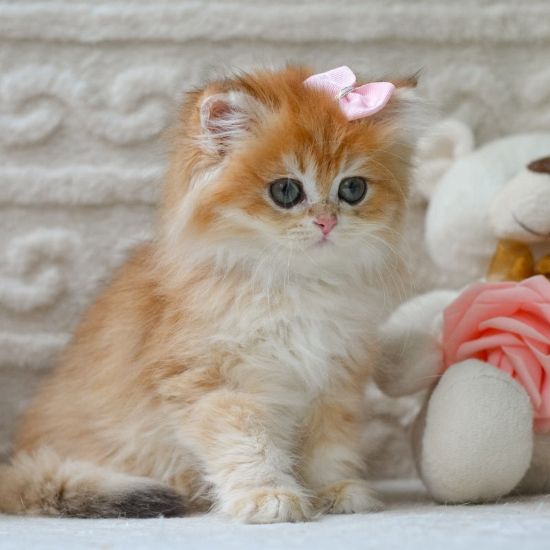 Emma British Longhair female, black golden shaded