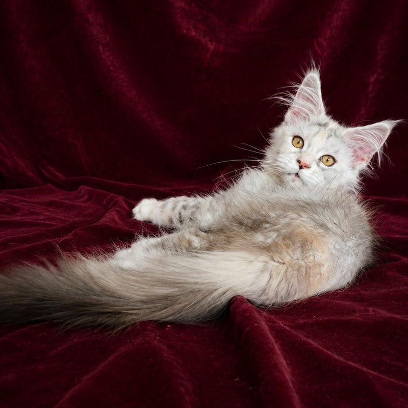 Ise Lilly Maine Coon female, black tortie silver ticked tabby