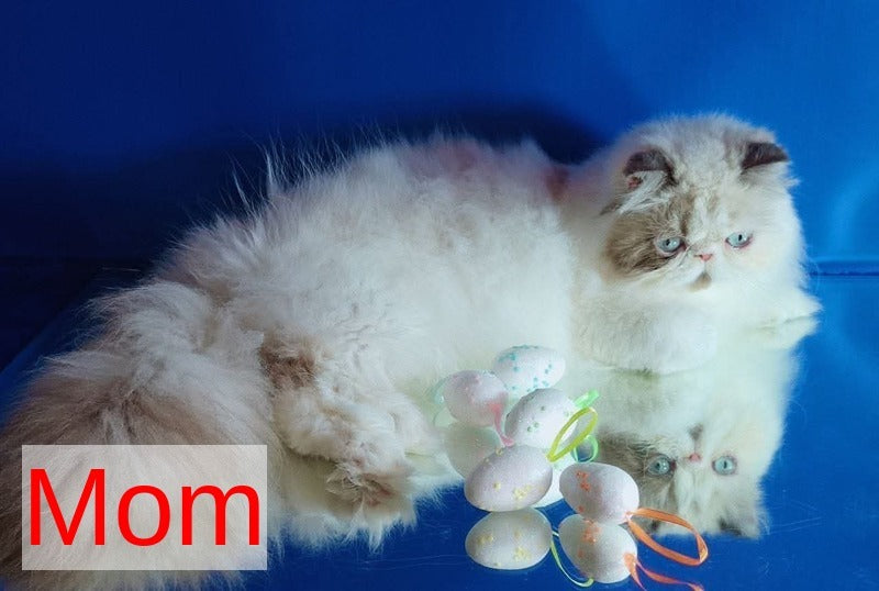 Nelli Persian female, blue tortie pointed bicolour