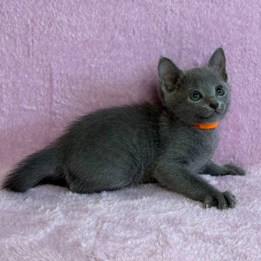 Laffy Russian Blue female, blue