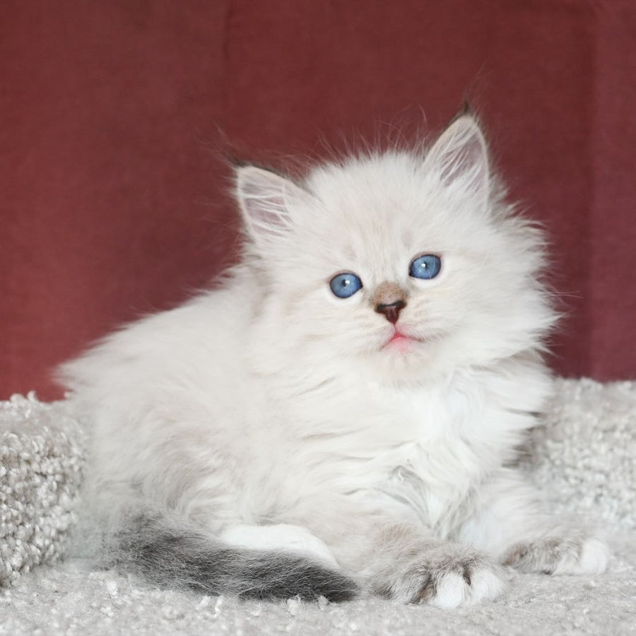 Lion Siberian male, black tabby pointed with white