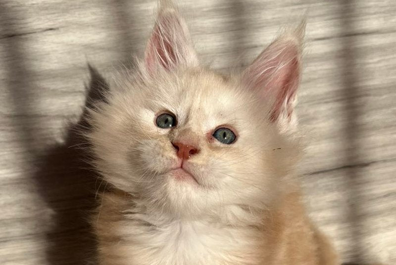 Pier Maine Coon male, red silver