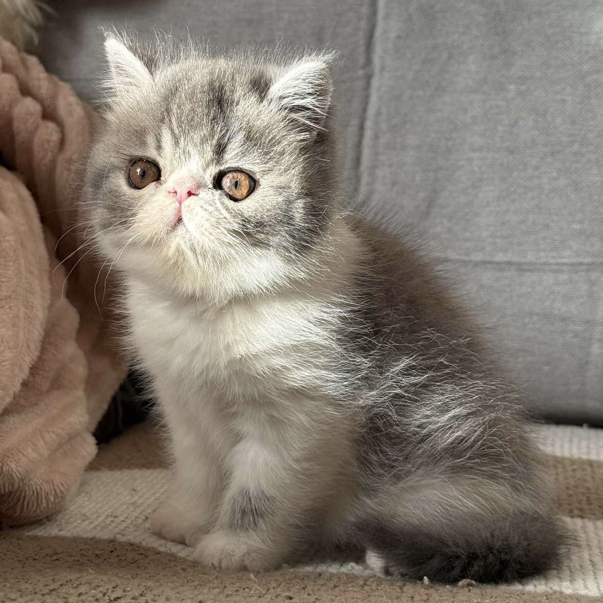 Marie Exotic female, blue bicolour spotted tabby