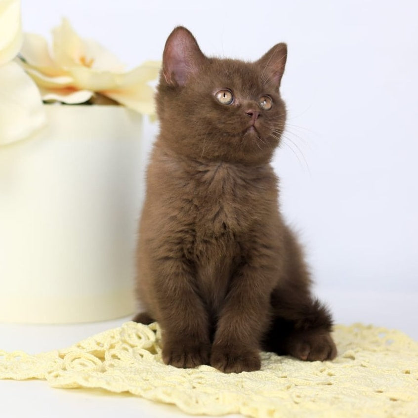 Yahont British Shorthair male, chocolate