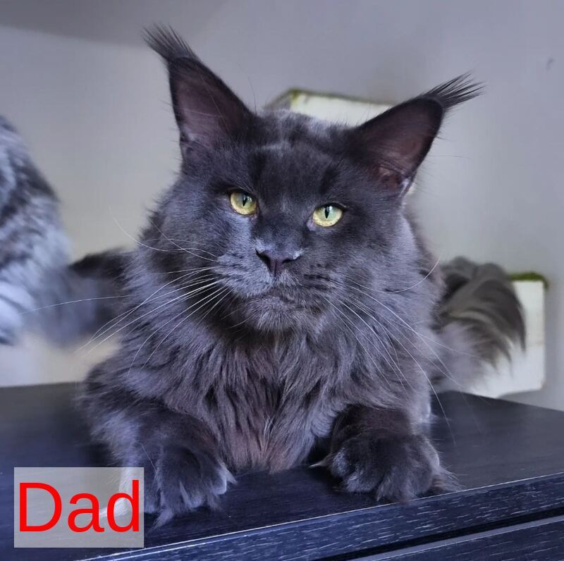 Kvest Maine Coon male red silver ticked tabby - live animals