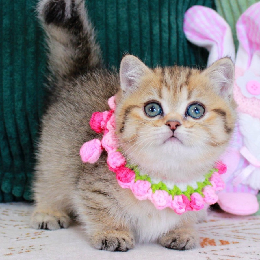 Kiara Munchkin female, chocolate golden spotted tabby