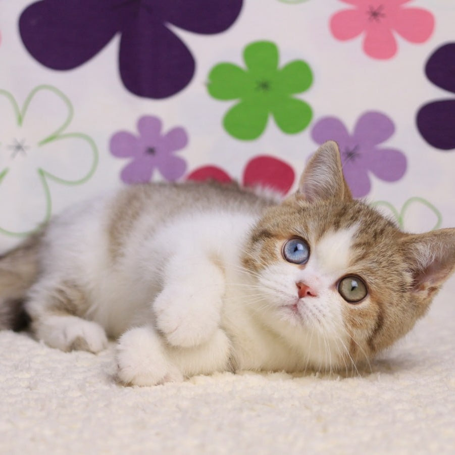 Cosmic British Shorthair male, chocolate spotted tabby bicolour