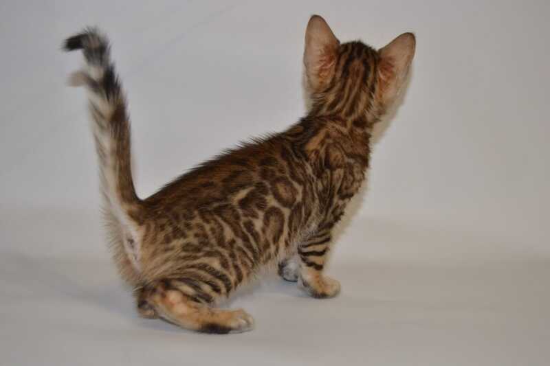 Lili Bengal female black spotted tabby - live animals