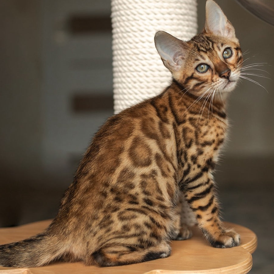 Nala Bengal female, black spotted tabby