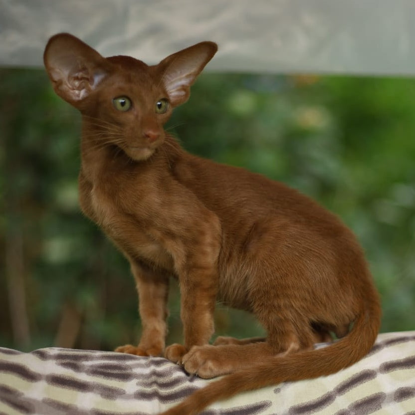 Opium Oriental Shorthair male, cinnamon