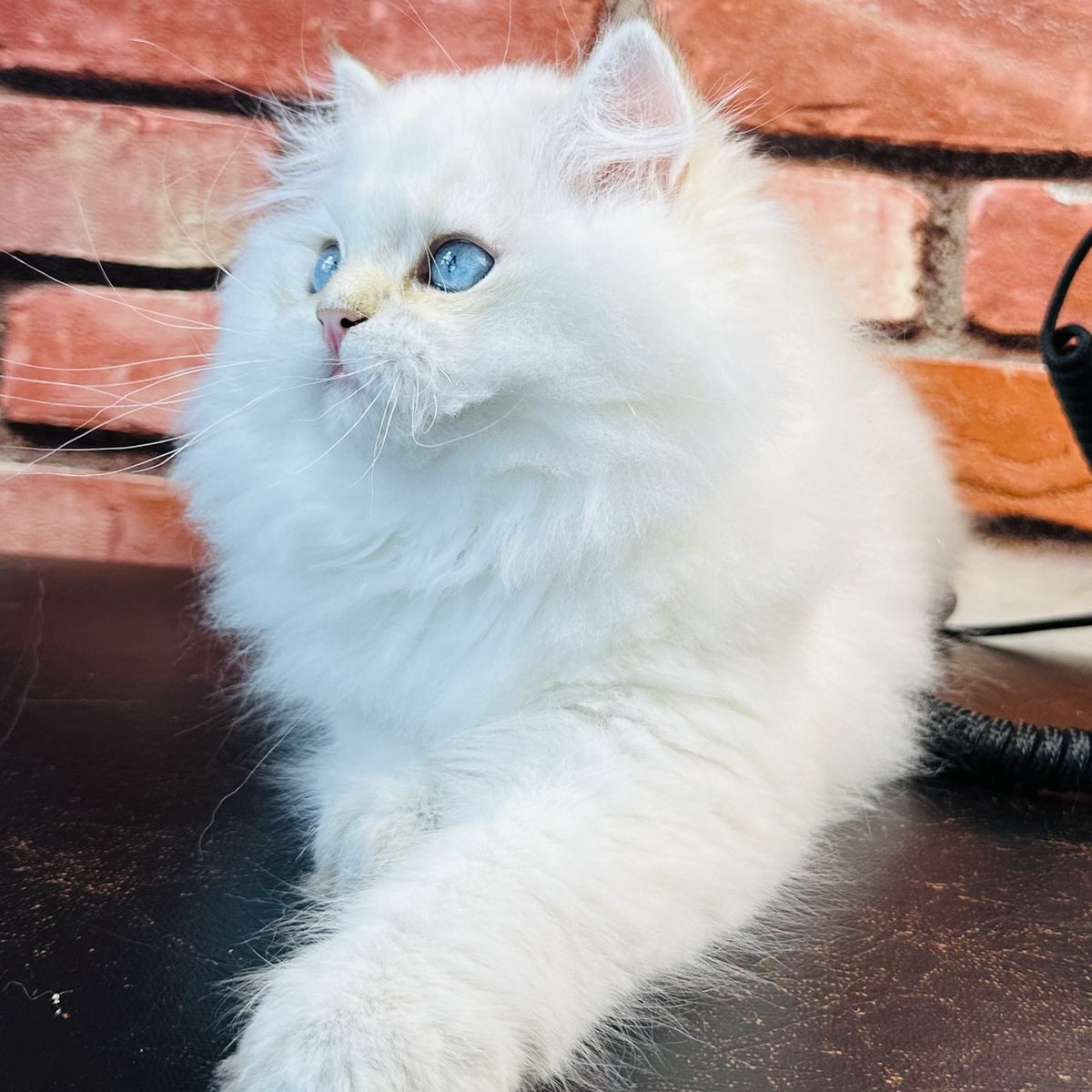 Imperial Leo British Longhair male, blue golden chinchilla
