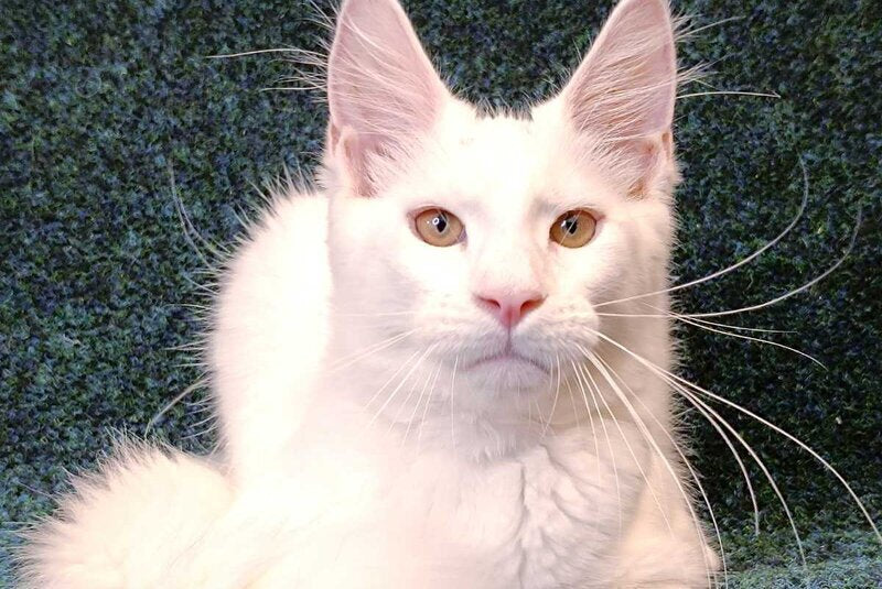 Jenna Maine Coon female, white