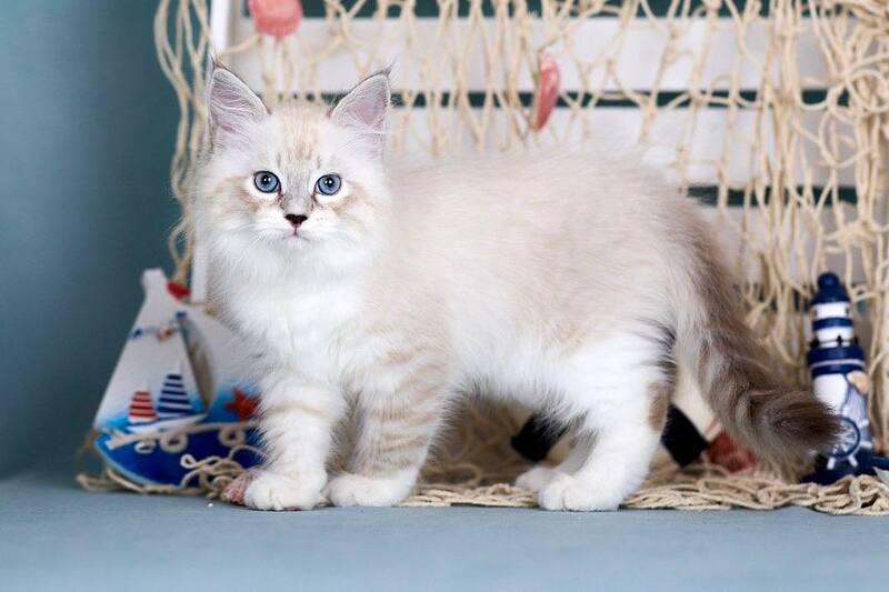 Don Juan Siberian male black silver with white tabby pointed - live animals