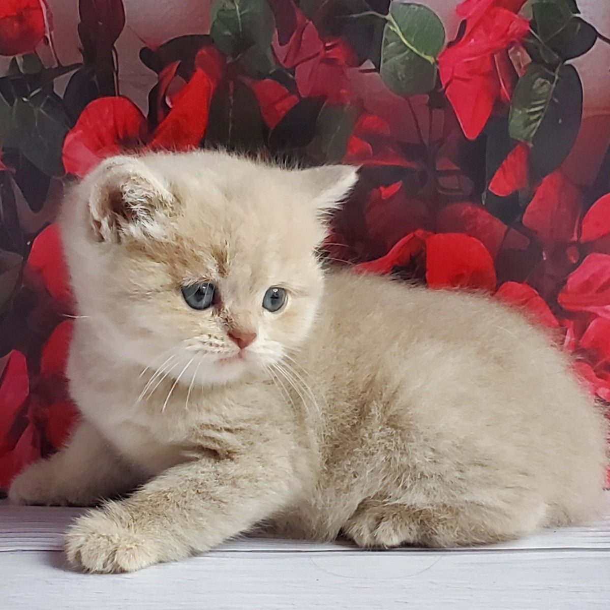 Holden British Shorthair male, lilac golden shaded