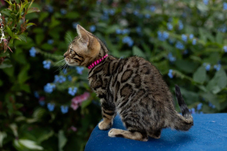 Dixie Bengal female black spotted tabby - live animals