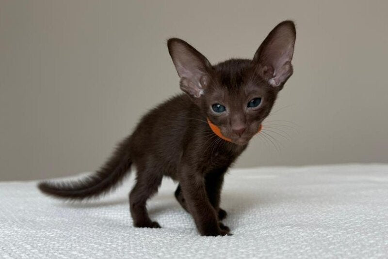 Aurora Oriental Shorthair female chocolate - live animals