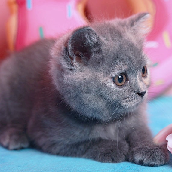 Aiza British Shorthair female, blue tortie