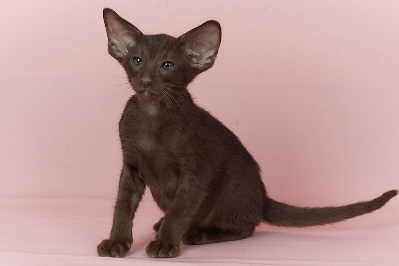Quentin Oriental Shorthair male chocolate - live animals