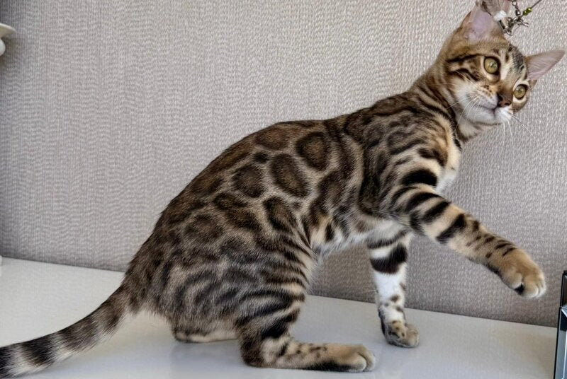 Elly Bengal female, black spotted tabby