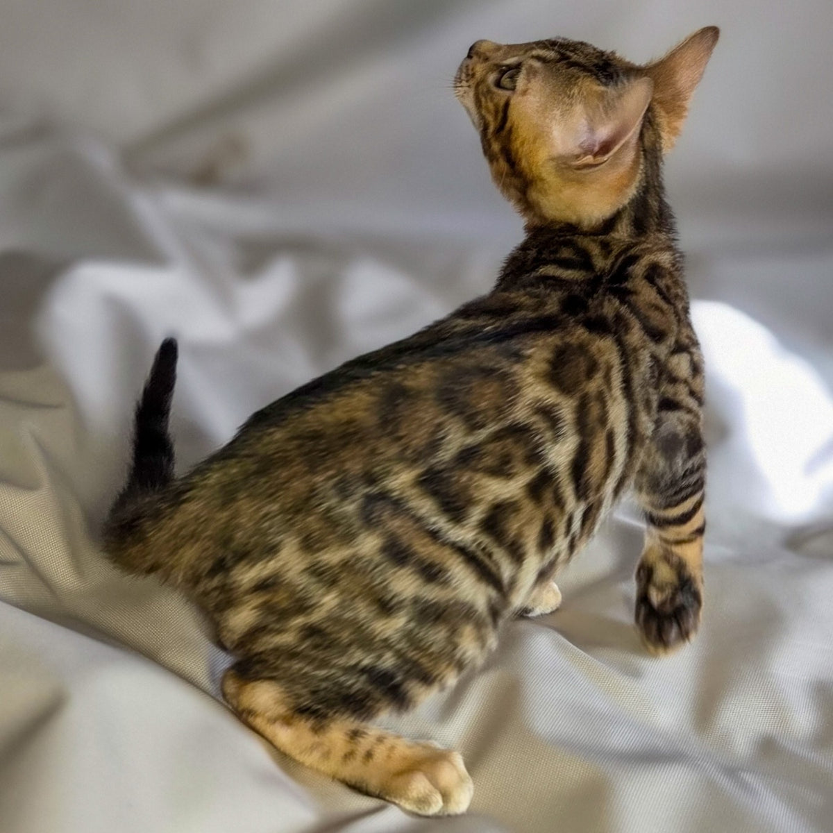 Mike Bengal male, black spotted tabby