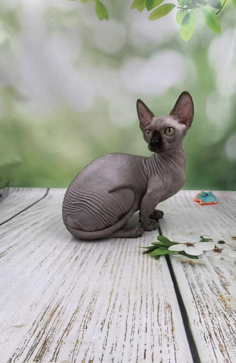 Polina Bambino female black - live animals