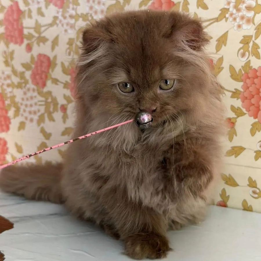 Edgar British Longhair male, cinnamon