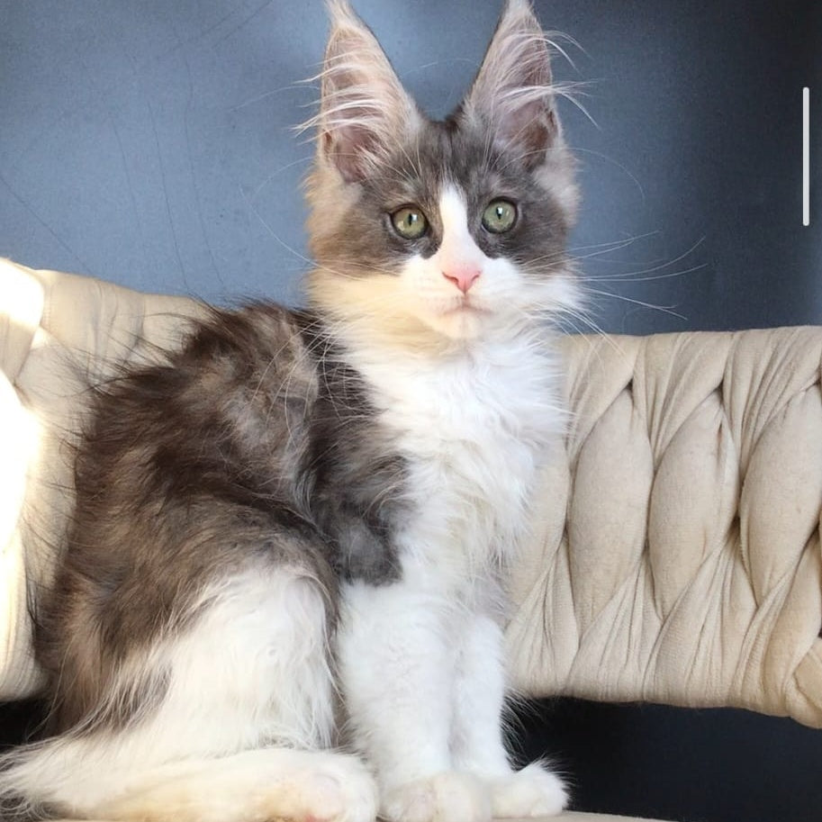 Craft Maine Coon male, black silver bicolour