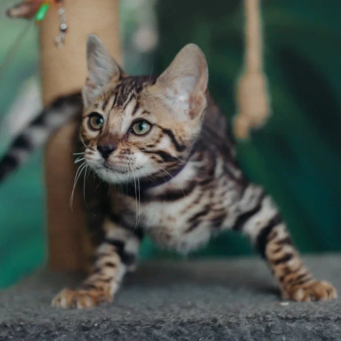 Frida Bengal female, black spotted tabby